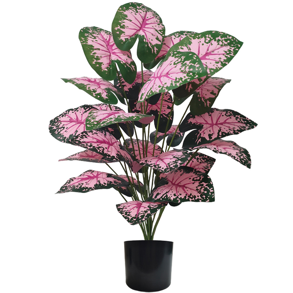 Snake Plant - Piante in vaso con foglie rosa