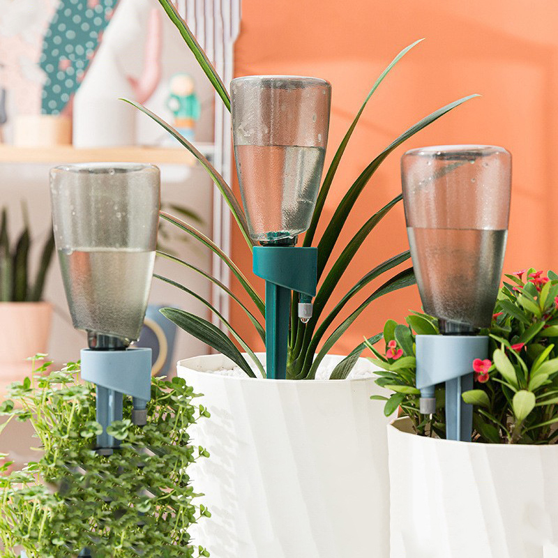 Nuovo dispositivo automatico p - Succulent Set recensione e prezzo