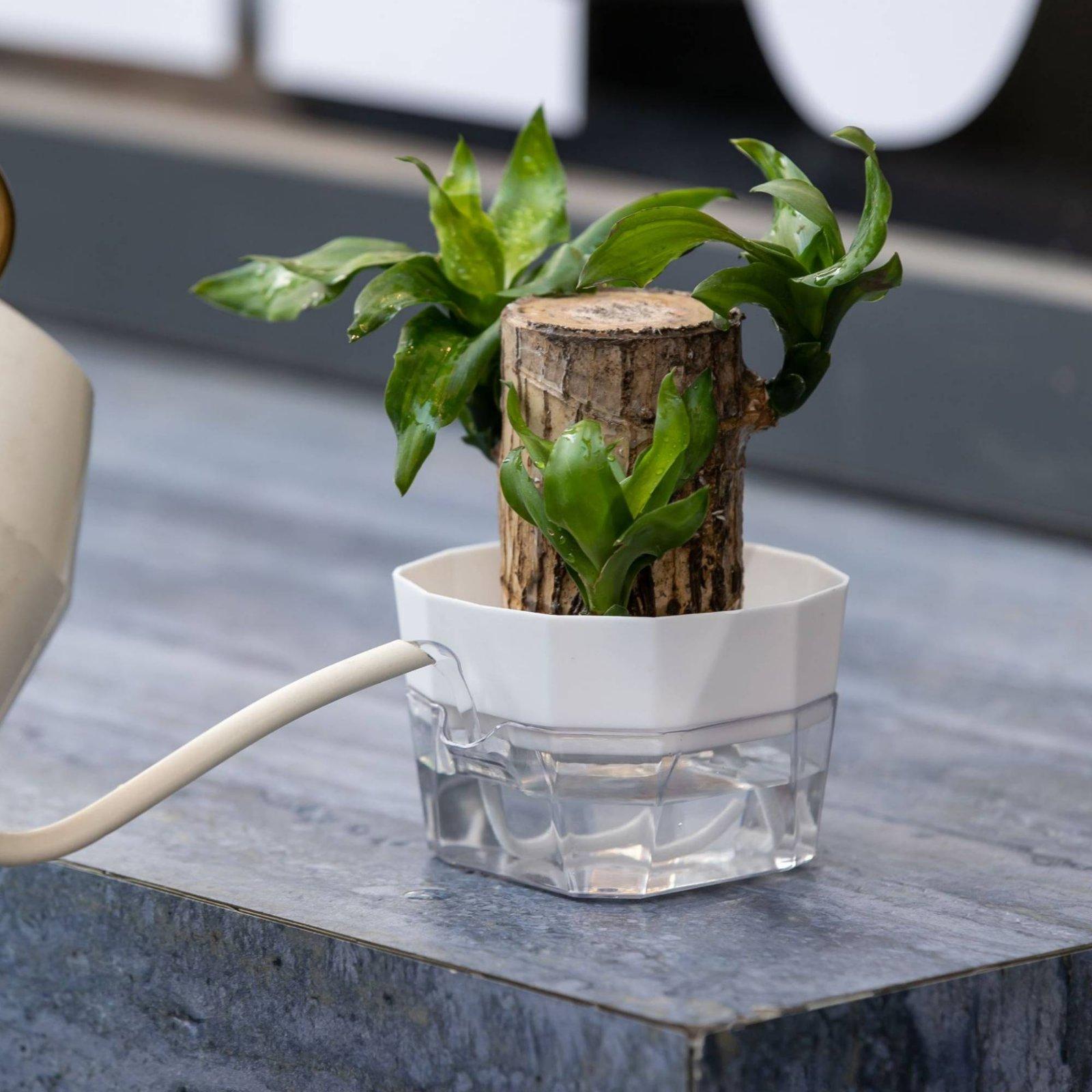 Vaso Idroponico a Due Strati c - Plant Pot recensione e prezzo